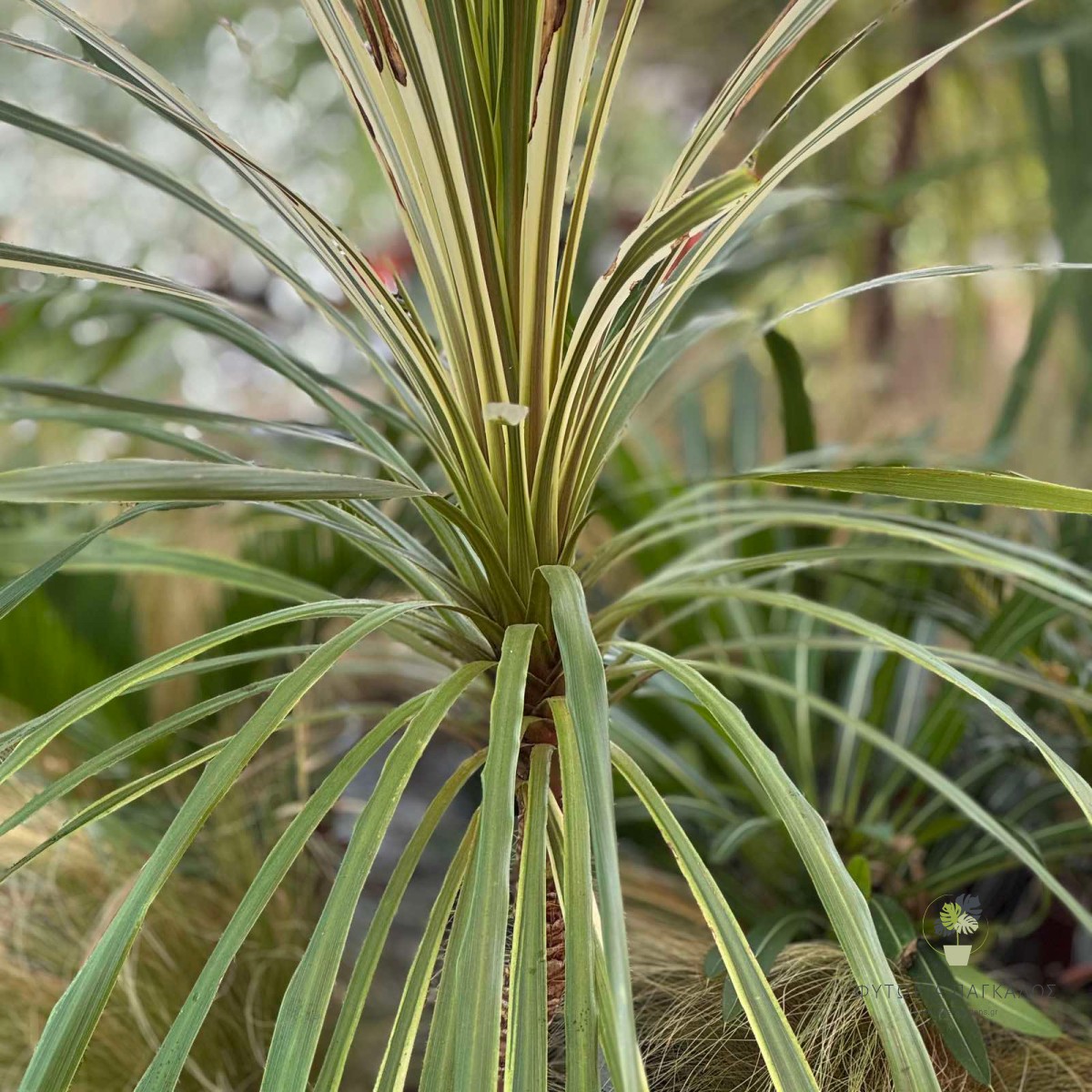 Κορδυλίνη Αυστράλις (Cordyline australis) | Εξωτικό Αειθαλές Φυτό για Κήπο & Γλάστρα - 4